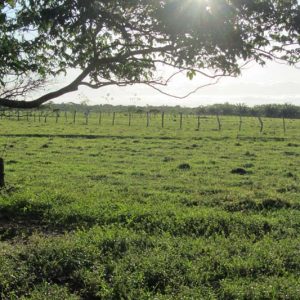 Fallo de tutela ordena a la Agencia de Tierras resolver de fondo dentro de los meses siguientes, la solicitud de revocatoria de baldíos en predio El Brasil – Puerto Gaitán Meta